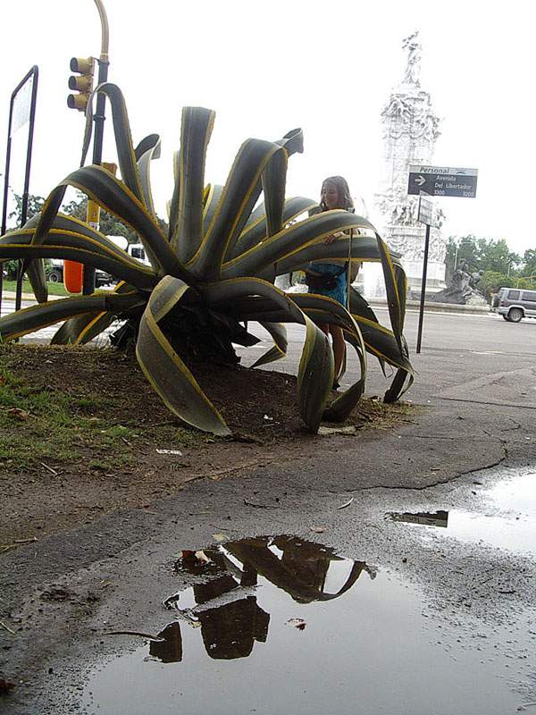 Agave americana var.marginata