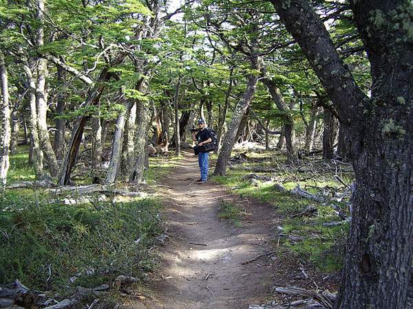 Nothofagus