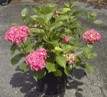 Хортензия (Hydrangea) Хортензия (Hydrangea)
